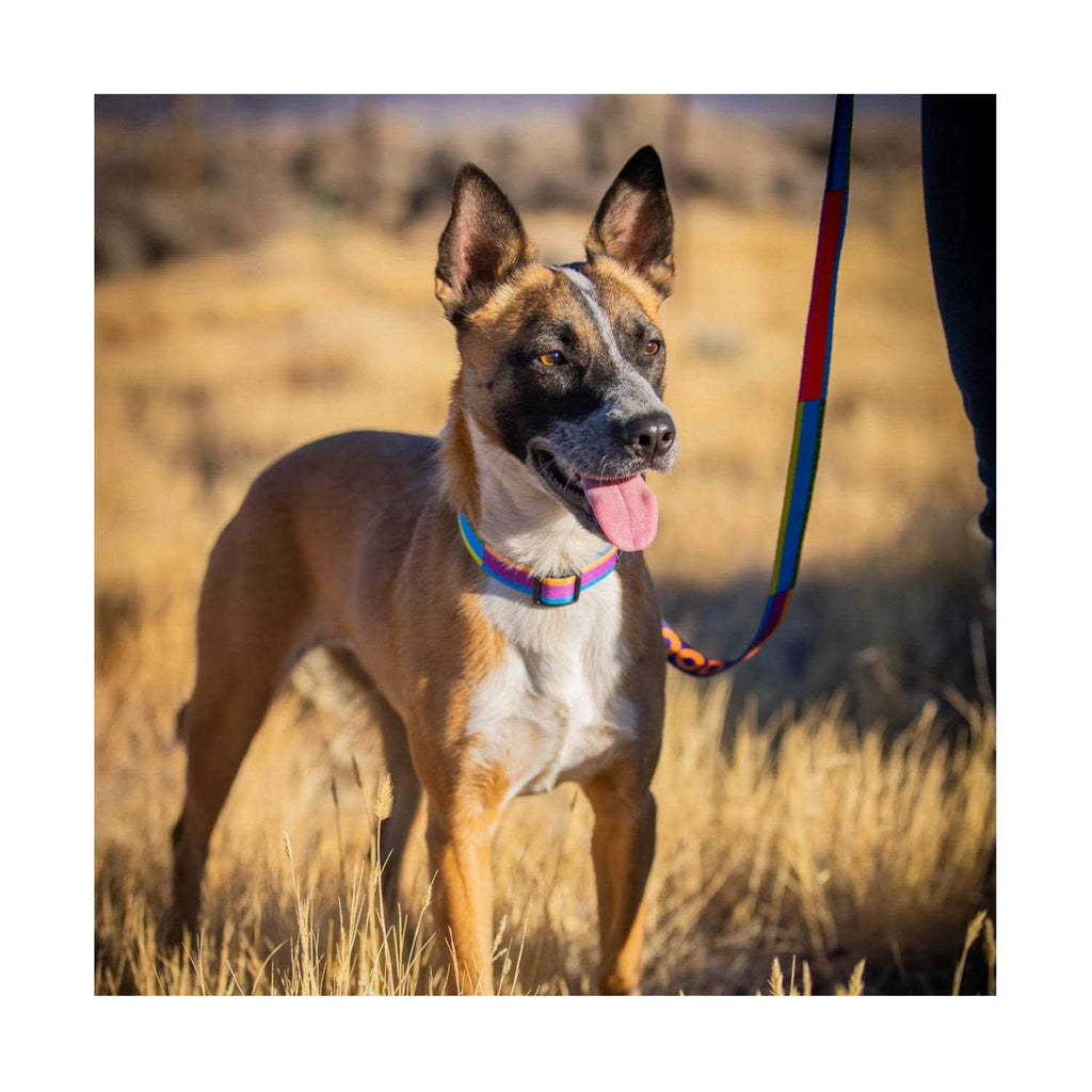 GoodDog Collar F277611