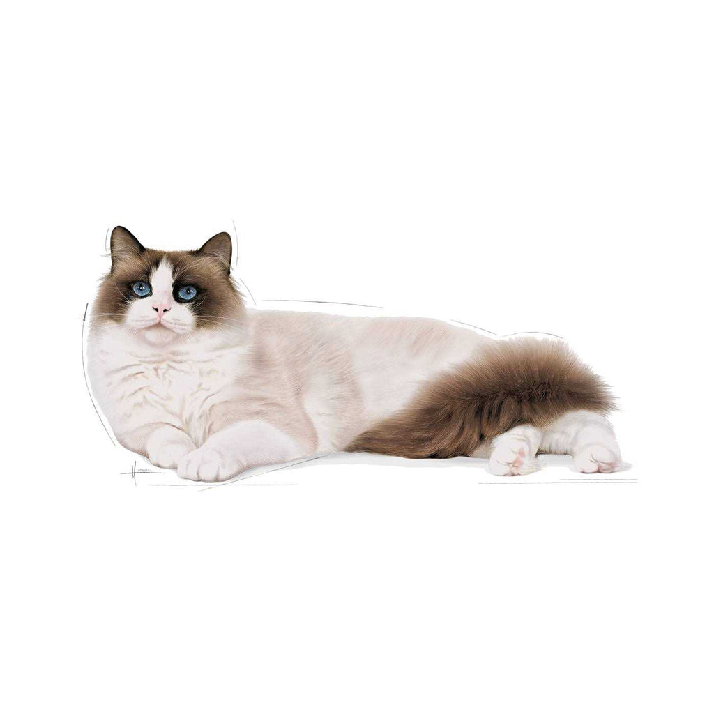 Ragdoll Adult Cat Food W653777
