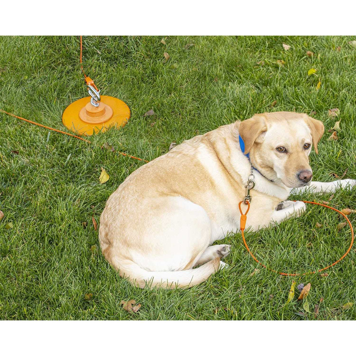 Tie-Out Cables for Dogs up to 100 Feet R898366