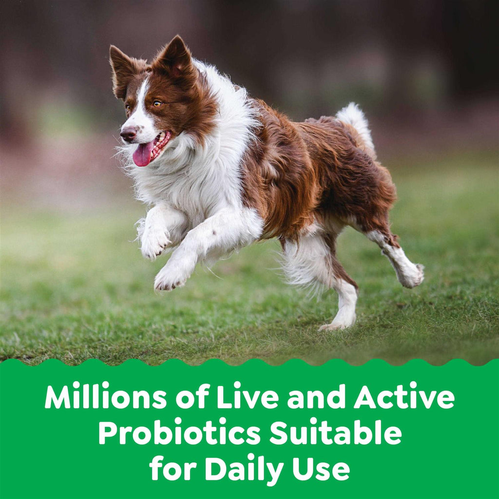 Probiotics Digestive Health Chicken Flavor Dog Supplements G33477