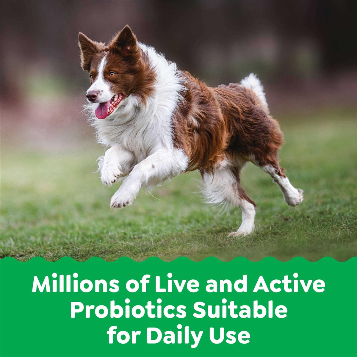 Probiotics Digestive Health Chicken Flavor Dog Supplements G33477