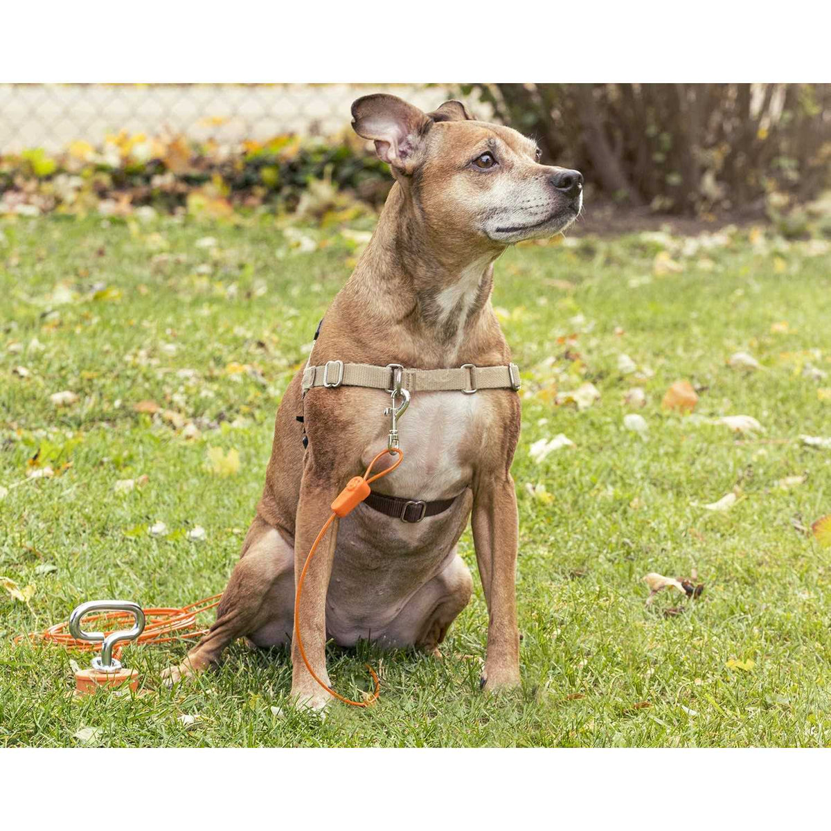 Tie-Out Cables for Dogs up to 100 Feet R898366