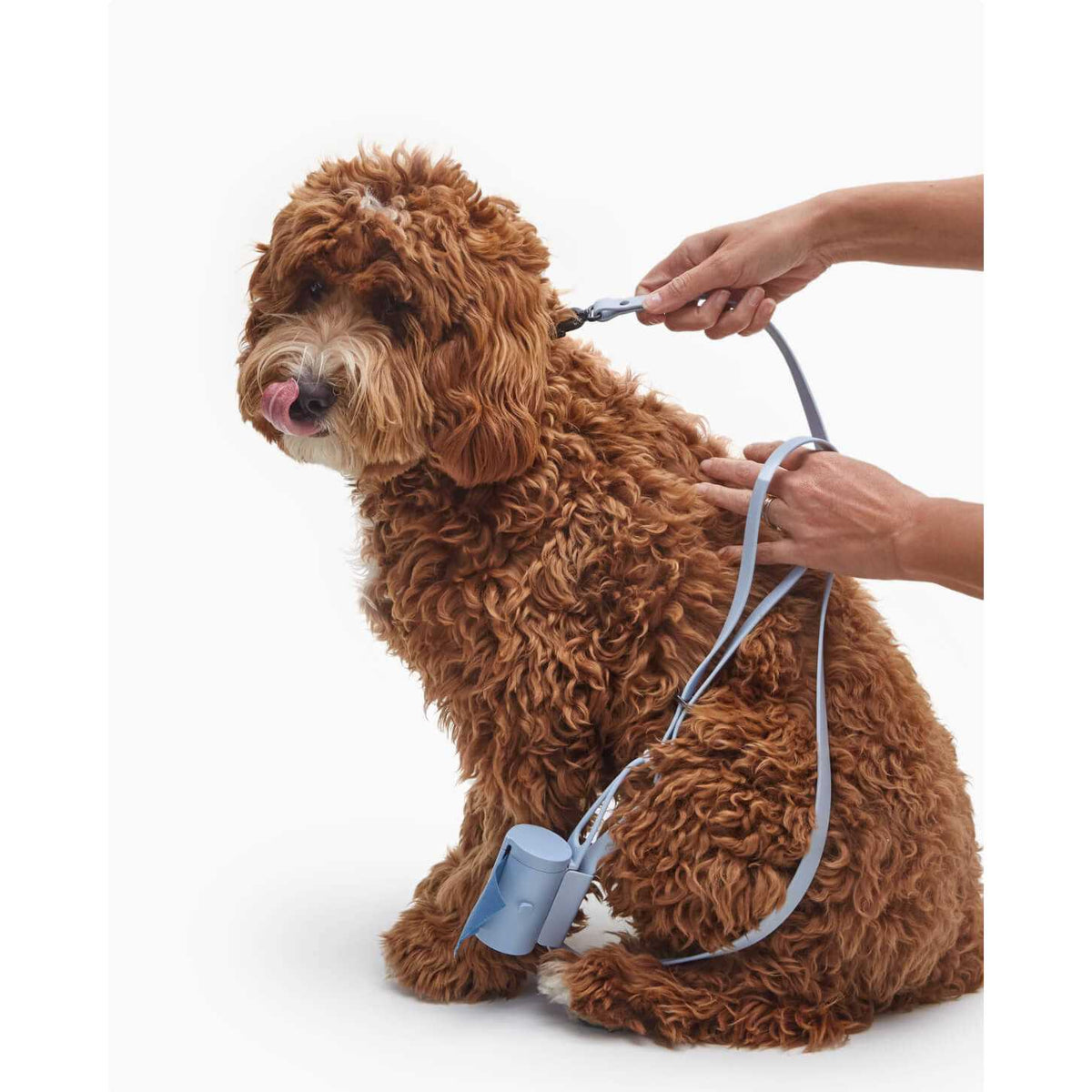 Dog Leash B1355