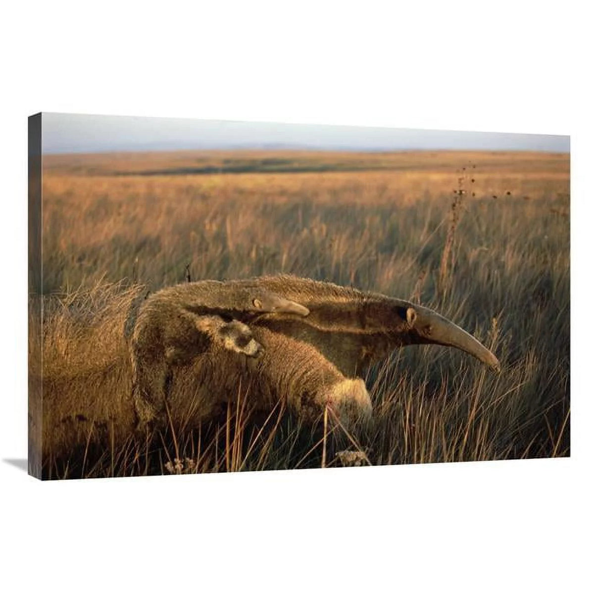 24 x 36 in. Giant Anteater Art Print B580903