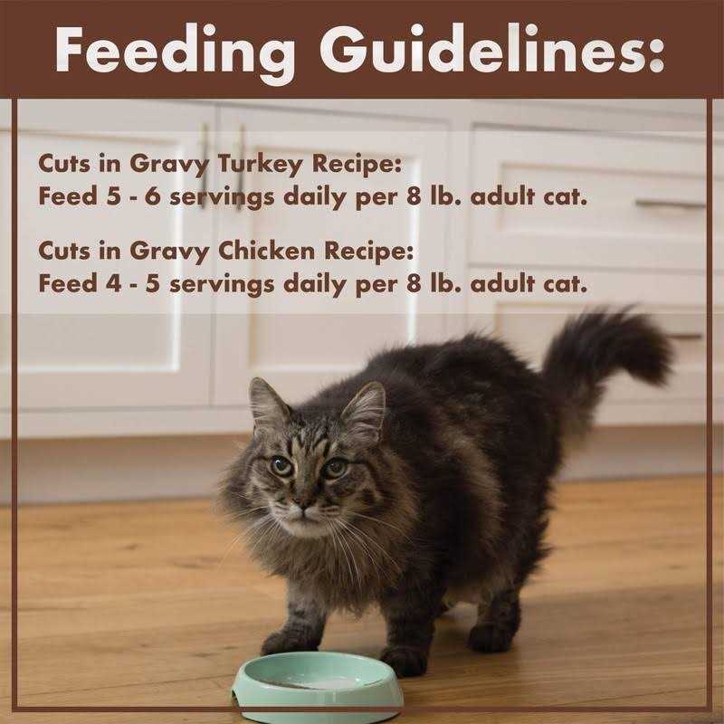 Grain Free Turkey Cuts in Gravy Wet Cat Food Y367802
