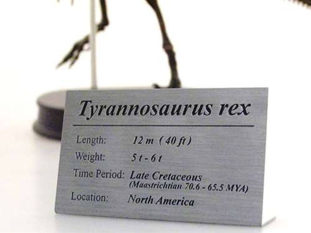 Tyrannosaurus Rex Dinosaur Figure Fossil Skeleton 1/20 Scale W5033
