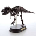 Tyrannosaurus Rex Dinosaur Figure Fossil Skeleton 1/20 Scale W5033