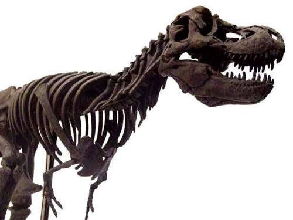Tyrannosaurus Rex Dinosaur Figure Fossil Skeleton 1/20 Scale W5033