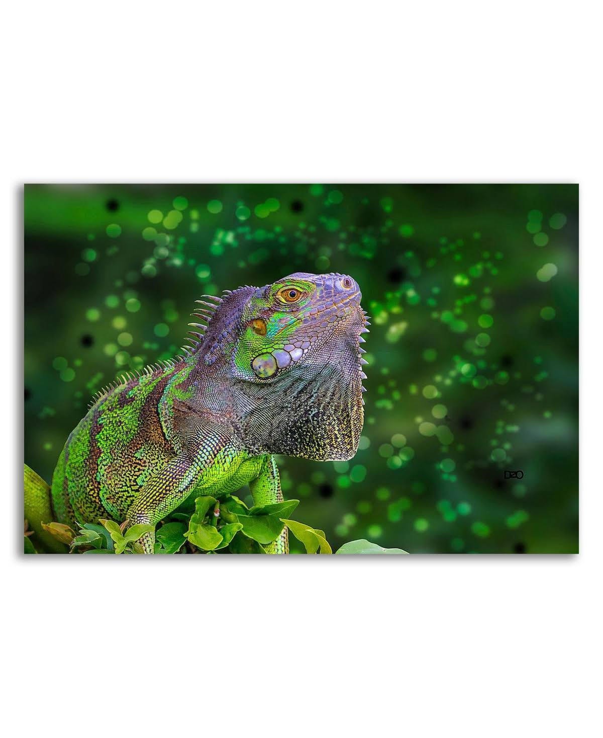 Green Iguana Print on Canvas R648