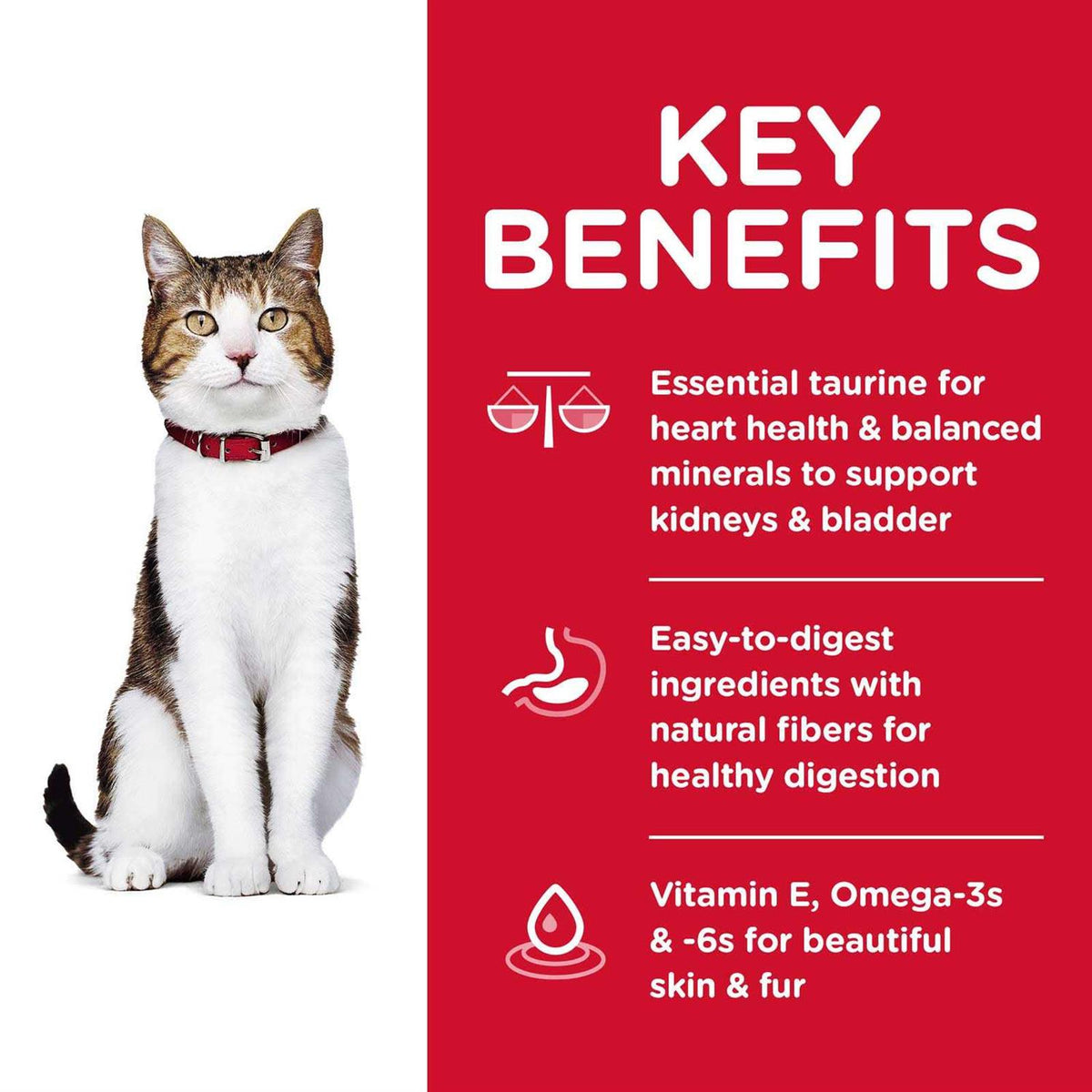 Chicken Recipe Dry Cat Food D126631