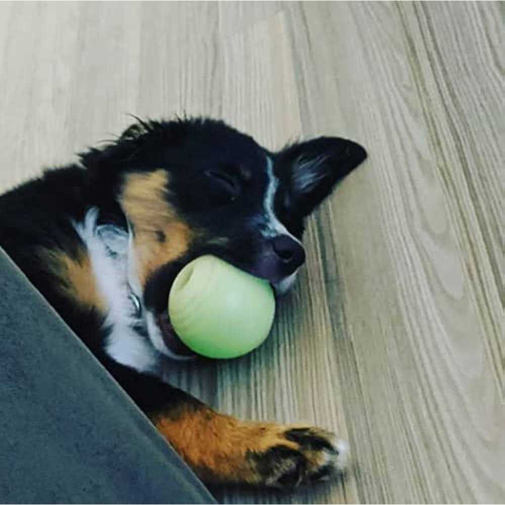 Glow Ball Dog Toys C742